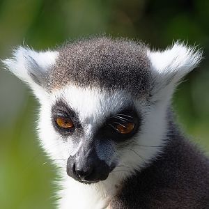 Ring-tailed lemur (Lemur catta), 2022-04-12