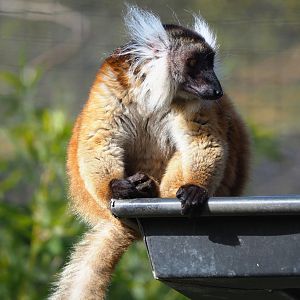 Black lemur (Eulemur macaco), 2022-04-12