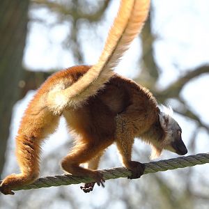 Black lemur (Eulemur macaco), 2022-04-12
