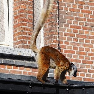 Black lemur (Eulemur macaco), 2022-04-12