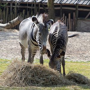 Grevy's zebras (Equus grevyi), 2022-04-12