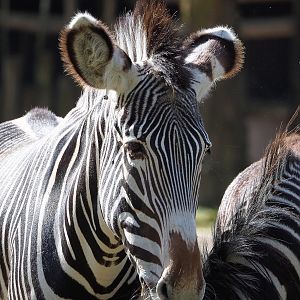 Grevy's zebra (Equus grevyi), 2022-04-12
