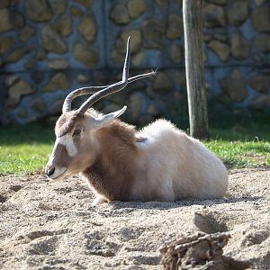 Addax (Addax nasomaculatus), 2022-04-12