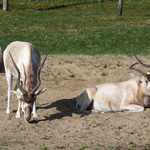 Addaxes (Addax nasomaculatus), 2022-04-12