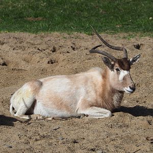 Addax (Addax nasomaculatus), 2022-04-12