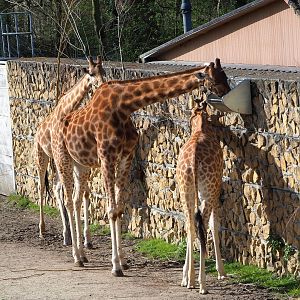 Kordofan giraffes (Giraffa camelopardalis antiquorum), 2022-04-12