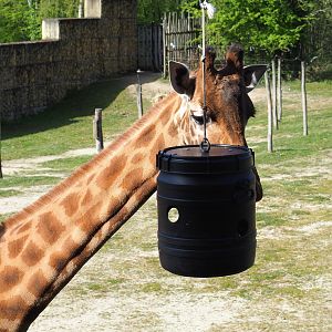Kordofan giraffe (Giraffa camelopardalis antiquorum) with feeding barrel, 2022-04-12