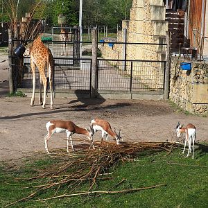 Kordofan giraffe (Giraffa camelopardalis antiquorum) and Mhorr gazelles (Nanger dama mhorr), 2022-04-12