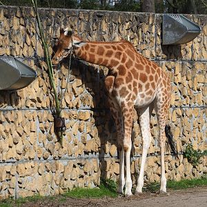 Kordofan giraffe (Giraffa camelopardalis antiquorum), 2022-04-12