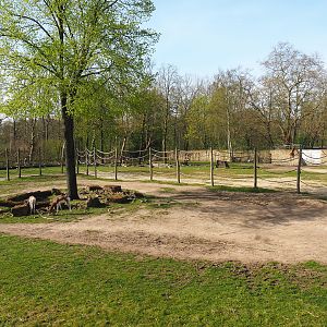 Giraffe savanna paddock, 2022-04-12
