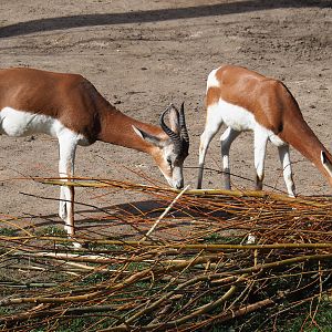 Mhorr gazelles (Nanger dama mhorr), 2022-04-12