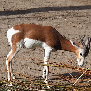 Mhorr gazelle (Nanger dama mhorr), 2022-04-12