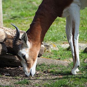 Mhorr gazelle (Nanger dama mhorr), 2022-04-12