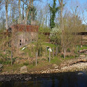 Barbary macaque exhibit, 2022-04-12