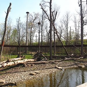Barbary macaque exhibit, 2022-04-12