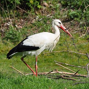 European white stork (Ciconia ciconia ciconia) collecting nesting material, 2022-04-12