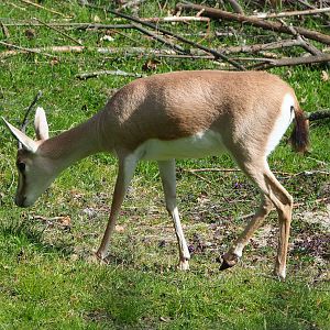 Slender-horned gazelle (Gazella leptoceros), 2022-04-12