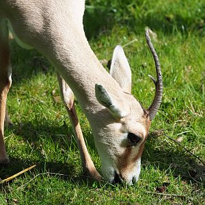 Slender-horned gazelle (Gazella leptoceros), 2022-04-12