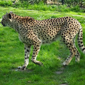 Sudan cheetah (Acinonyx jubatus soemmeringii), 2022-04-12