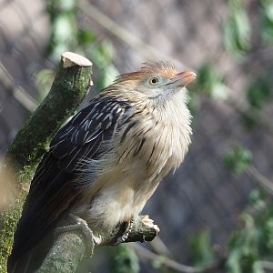 Guira cuckoo (Guira guira), 2022-04-12