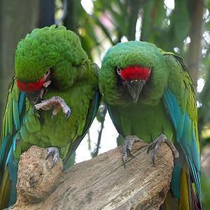 Mexican military macaws (Ara militaris mexicana), 2022-04-12