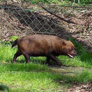 Bush dog (Speothos venaticus), 2022-04-12