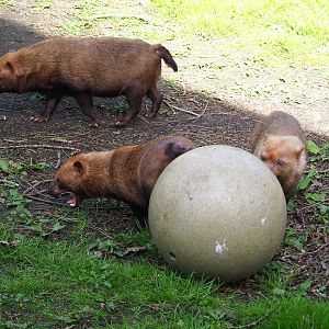 Bush dogs (Speothos venaticus), 2022-04-12