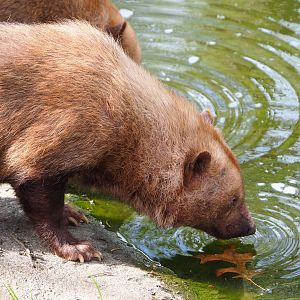 Bush dog (Speothos venaticus), 2022-04-12