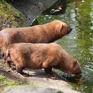 Bush dogs (Speothos venaticus), 2022-04-12