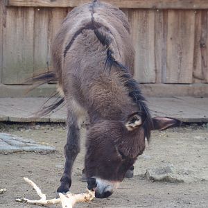 Domestic miniature donkey (Equus africanus asinus), 2022-04-12