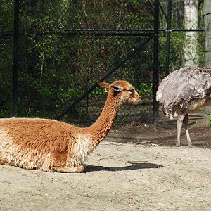 Vicuña (Vicugna vicugna) and Darwin's rhea (Rhea pennata), 2022-04-12