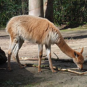 Vicuña (Vicugna vicugna), 2022-04-12