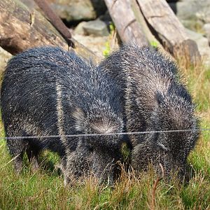 Chacoan peccaries (Catagonus wagneri), 2022-04-12