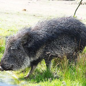 Chacoan peccary (Catagonus wagneri), 2022-04-12