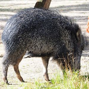 Chacoan peccary (Catagonus wagneri), 2022-04-12