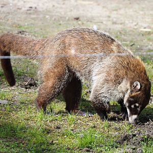 White-nosed coati (Nasua narica), 2022-04-12