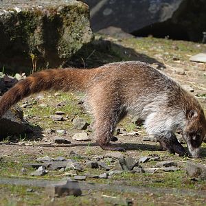 White-nosed coati (Nasua narica), 2022-04-12