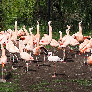 Chilean flamingos (Phoenicopterus chilensis) and a Lesser flamingo (Phoeniconaias minor), 2022-04-12