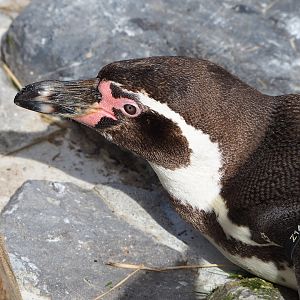 Humboldt penguin (Spheniscus humboldti), 2022-04-12