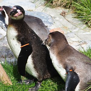 Humboldt penguins (Spheniscus humboldti), 2022-04-12