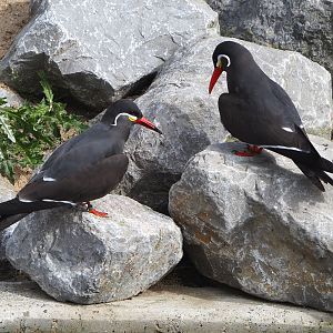 Inca terns (Larosterna inca), 2022-04-12
