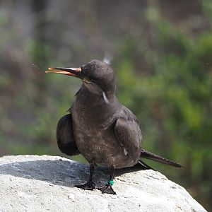 Subadult Inca tern (Larosterna inca), 2022-04-12