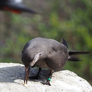 Subadult Inca tern (Larosterna inca), 2022-04-12