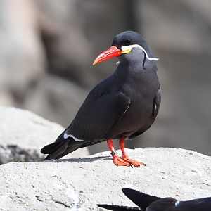 Inca tern (Larosterna inca), 2022-04-12