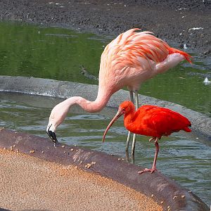 Chilean flamingo (Phoenicopterus chilensis) and Scarlet ibis (Eudocimus ruber), 2022-04-12