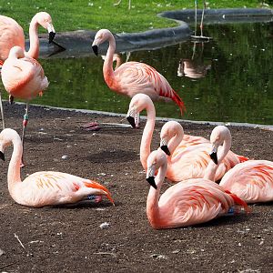 Chilean flamingos (Phoenicopterus chilensis), 2022-04-12