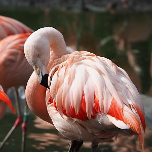 Chilean flamingo (Phoenicopterus chilensis), 2022-04-12
