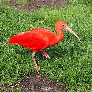 Scarlet ibis (Eudocimus ruber), 2022-04-12