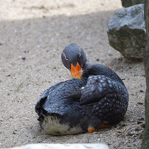 Magellanic flightless steamer duck (Tachyeres pteneres), 2022-04-12