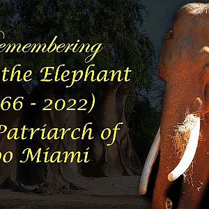 Remembering Dalip the Elephant (1966 - 2022) - YouTube